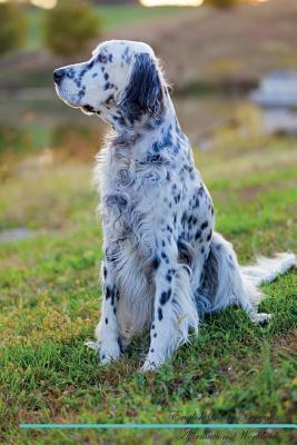 Download English Setter Affirmations Workbook English Setter Presents: Positive and Loving Affirmations Workbook. Includes: Mentoring Questions, Guidance, Supporting You. - Live Positivity | PDF
